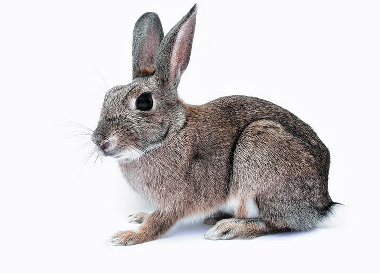 rabbit